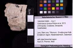 Foto (Objekt + Etiketten) von Gastrosacus torosus (Robins et al., 2013) (NHMW-GEO-1990-0041-0484)